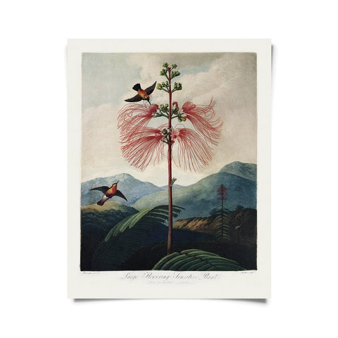 Vintage Botanical Flower & Hummingbird Print -  - Curious Prints - Wild Lark