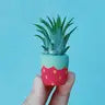 Air Plant + Mini Planter - Red Strawberry - O'Berry's Succulents - Wild Lark