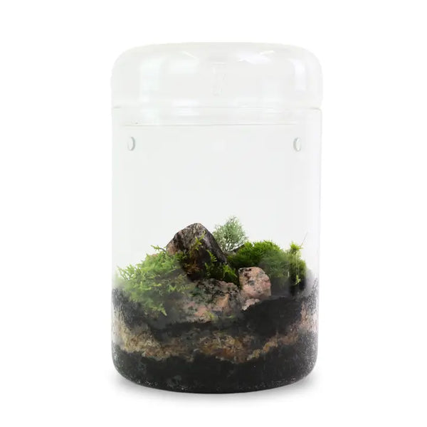 Revita-Moss Mixed Pack – 4 Species of Live / Dormant Moss - - Mossify - Wild Lark