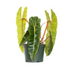 Philodendron 'Billietiae' - - Wild Lark - Wild Lark