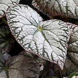 Rex Begonia "Silver Lace" -  - Wild Lark - Wild Lark