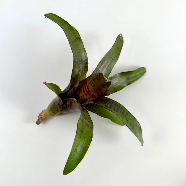 Air Plants - Neoregelia Zeus - Off Shoot - The Artizan Way - Wild Lark