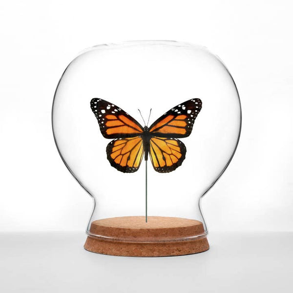 Butterfly Globes - Monarch Butterfly - Green Beetle Shop - Wild Lark