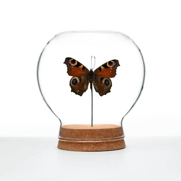 Butterfly Globes - European Peacock Butterfly - Green Beetle Shop - Wild Lark