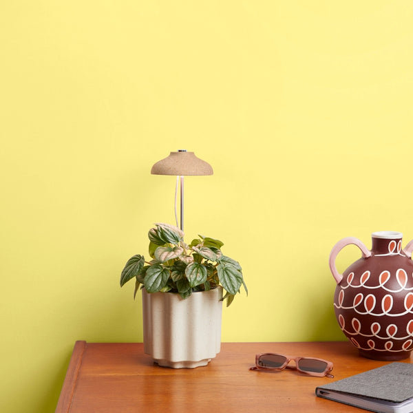 Instant Sun Grow Lamp - - We The Wild - Wild Lark