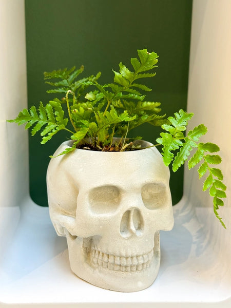 Skull Concrete Planter -  - The Plant Supply - Wild Lark