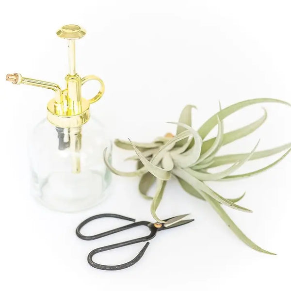 Tillandsia Air Plant Mister - - Air Plant Shop - Wild Lark