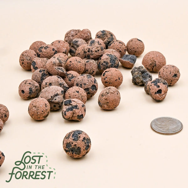 Litf Leca - - Lost in the Forrest - Wild Lark