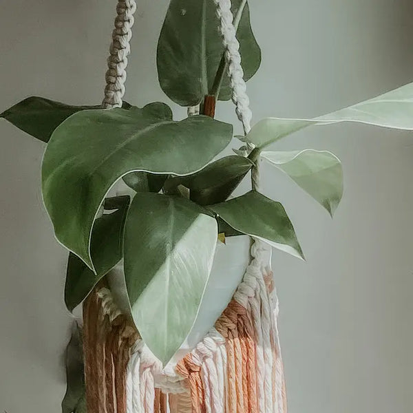 Macrame Plant Hanger with Fringe - Rust Mix - Knotted - Wild Lark