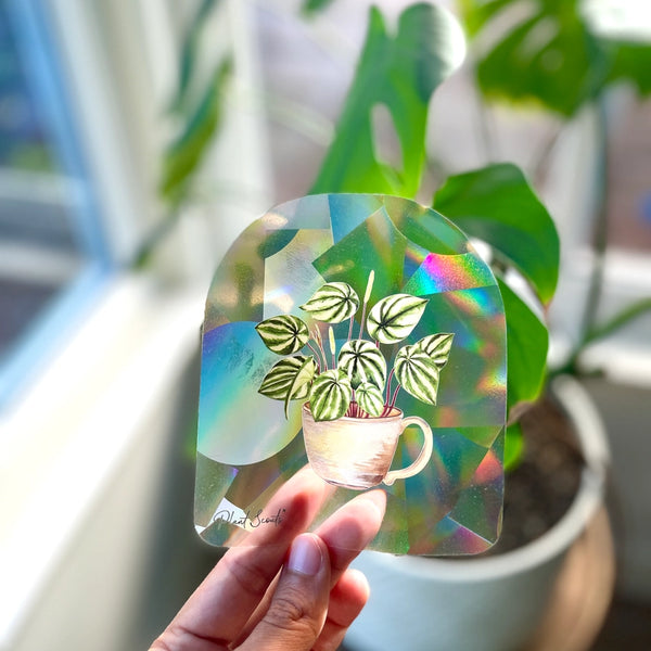 Rainbow Maker Suncatcher Window Decal Sticker - Peperomia - Plant Scouts - Wild Lark
