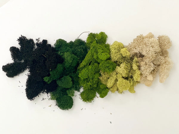 Preserved Reindeer Moss | Moss For Plants and Crafts -  - The Plant Supply - Wild Lark