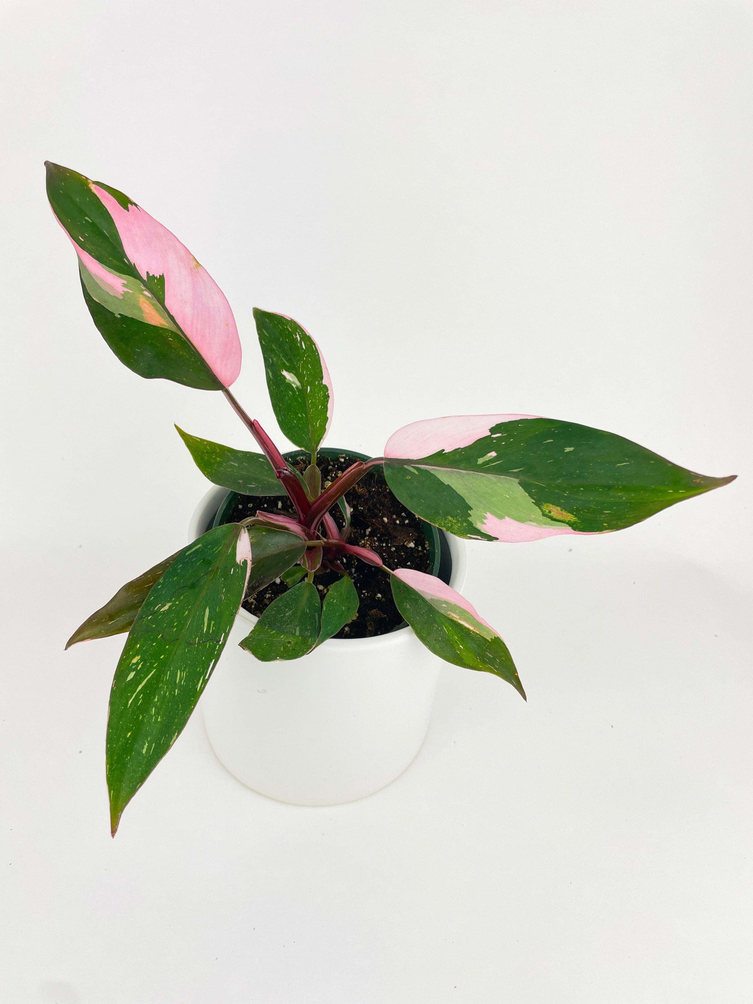 pink princess philodendron in the wild Philodendron Pink Princess – Wild Lark