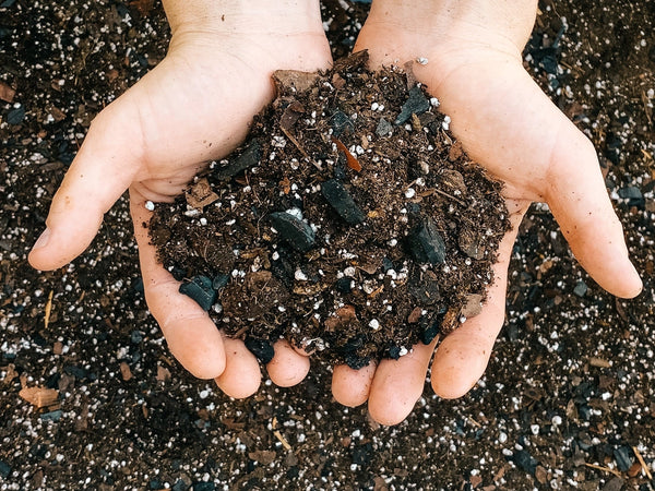 Dirt Bag: Premium Aroid Mix -  - BWH Plant Co - Wild Lark