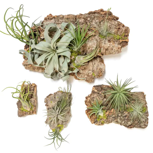 Fully Assembled Air Plant Cork Bark Displays - Chunk - Air Plant Shop - Wild Lark