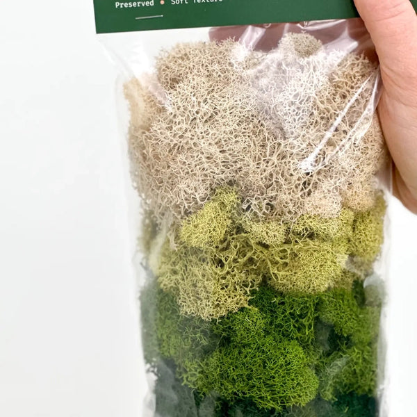 Preserved Reindeer Moss | Moss For Plants and Crafts - Multi-Colored / 90g Bag - The Plant Supply - Wild Lark
