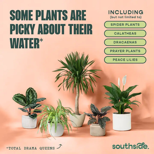 Houseplant Tap Water Conditioner - - Southside. - Wild Lark