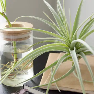 Air Plants - Tillandsia Pohliana - Medium - 4-5 inches - The Artizan Way - Wild Lark