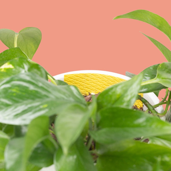 Compostable Gnat Traps - - We The Wild - Wild Lark
