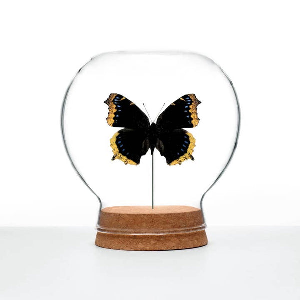 Butterfly Globes - Mourning Cloak Butterfly - Green Beetle Shop - Wild Lark