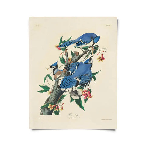 Vintage Audubon Blue Jay Bird Print -  - Curious Prints - Wild Lark