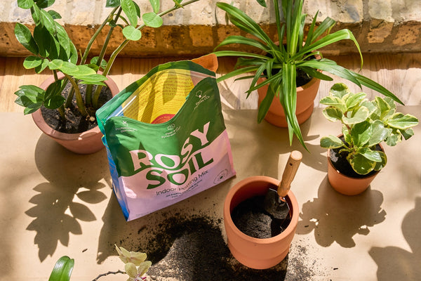 8qt Organic Potting Soil Mix, Indoor, Houseplant & Herbs -  - Rosy Soil - Wild Lark