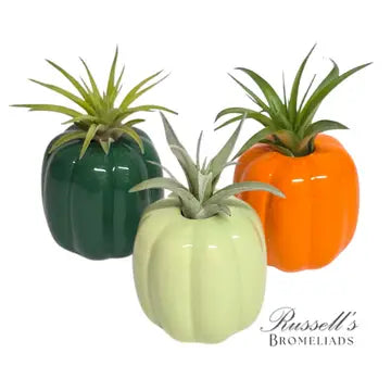 Sale! Fall Air Plant - - Russell's Bromeliads - Wild Lark