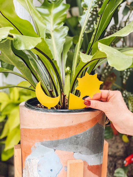 Sticky Traps - - Classy Casita - Wild Lark