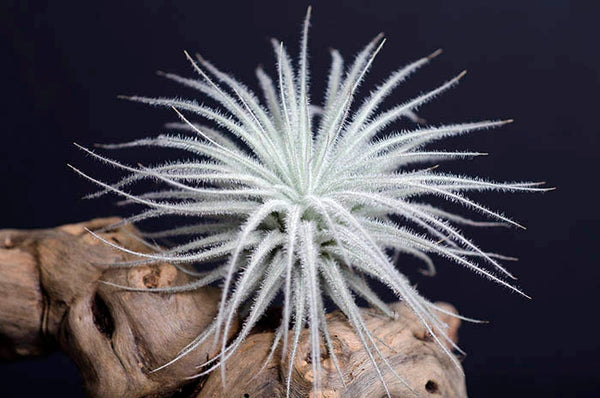 Air Plants - Tillandsia Tectorum - Small 2 inches - The Artizan Way - Wild Lark