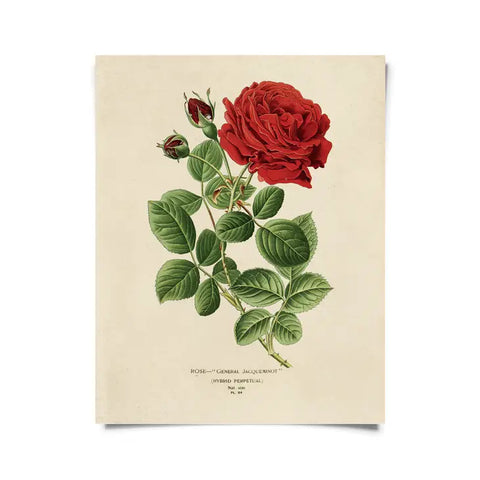 Vintage Botanical Red Jack Rose Print -  - Curious Prints - Wild Lark