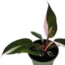 philodendron pink princess in the wild Philodendron Pink Princess – Wild Lark