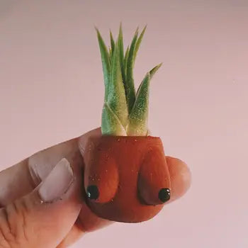Air Plant + Mini Planter