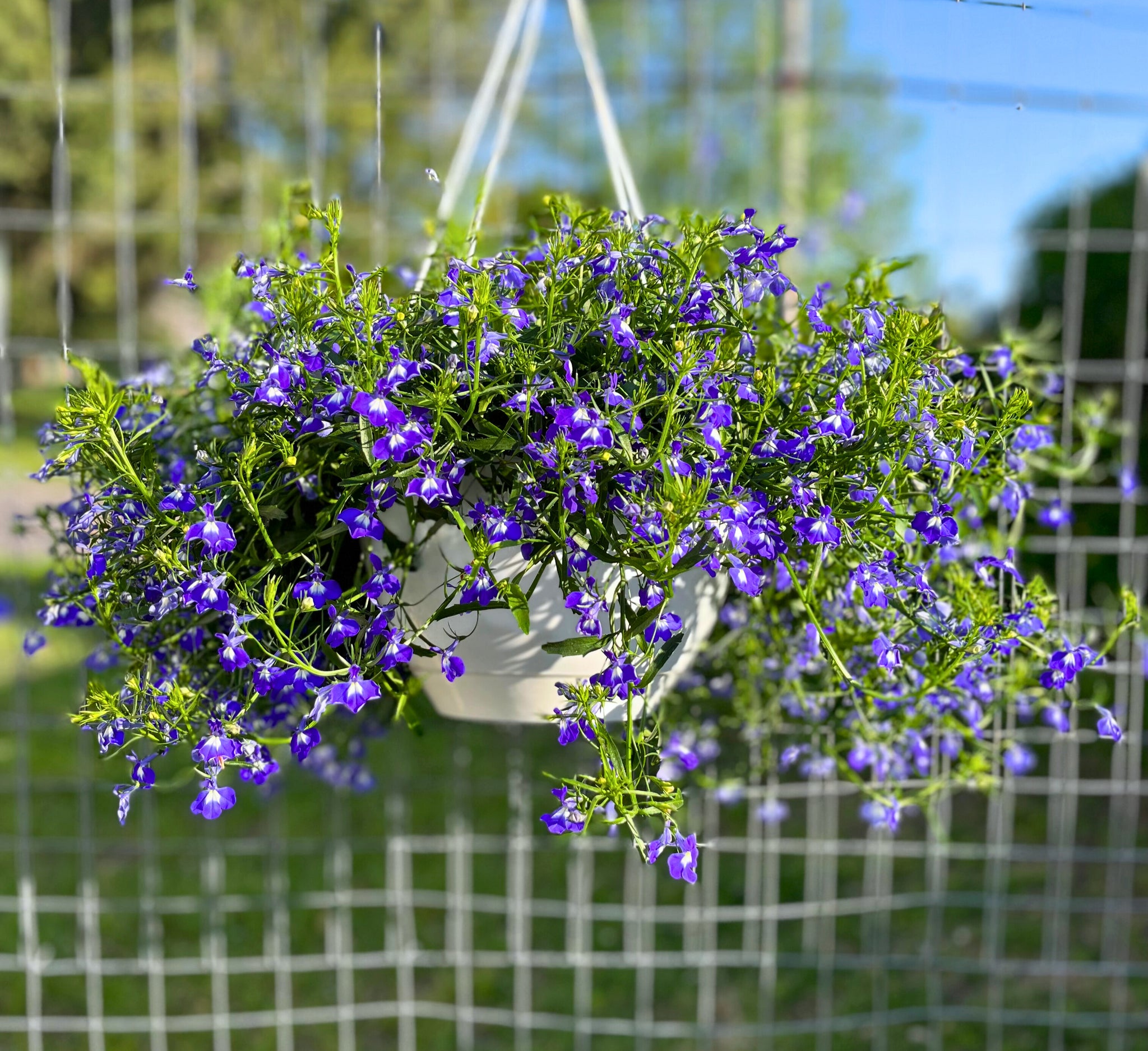 Lobelia Hanging Basket