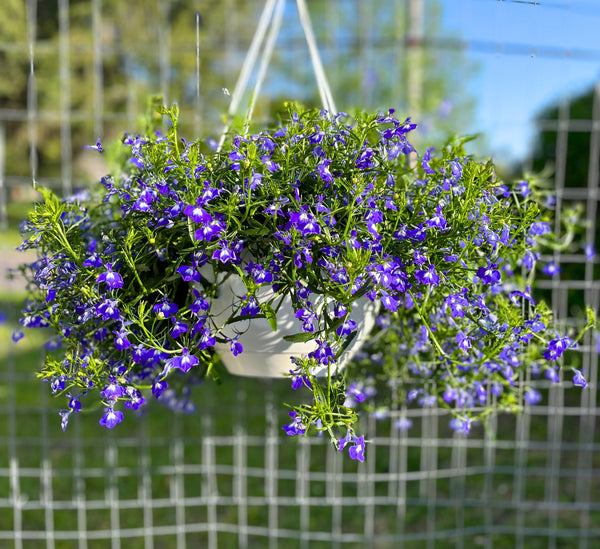 Lobelia Hanging Basket -  - Wild Lark - Wild Lark