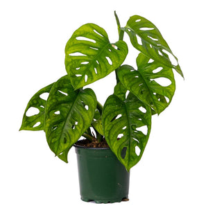 swiss cheese plant in the wild Monstera Adansonii (Swiss Cheese)