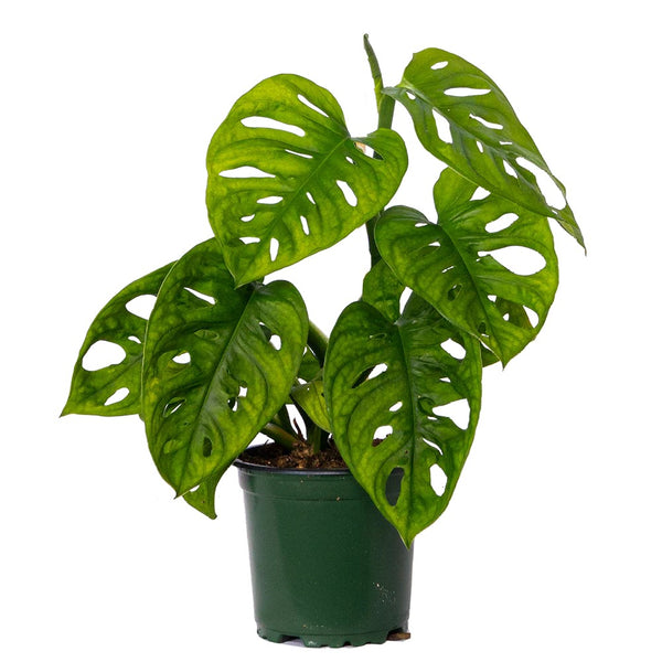 monstera adansonii grande Monstera Adansonii (Swiss Cheese) – Wild Lark