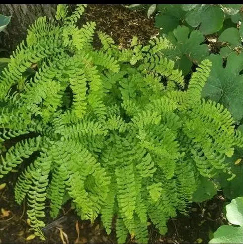 Adiantum pedatum (Northern maidenhair fern) - - Wild Lark - Wild Lark