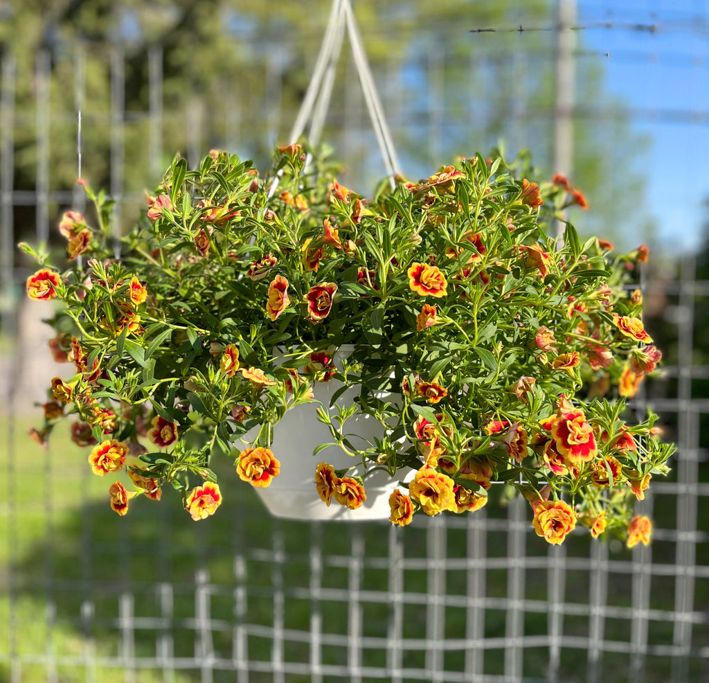 million bells hanging plant Million Bells Hanging Basket – Wild Lark