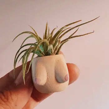 Air Plant + Mini Planter
