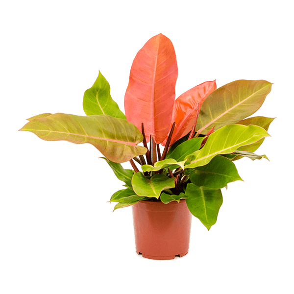 Philodendron "Prince of Orange"  Wild Lark