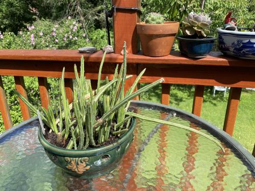 Kleinia stapeliiformis (pickle plant) - - Wild Lark - Wild Lark
