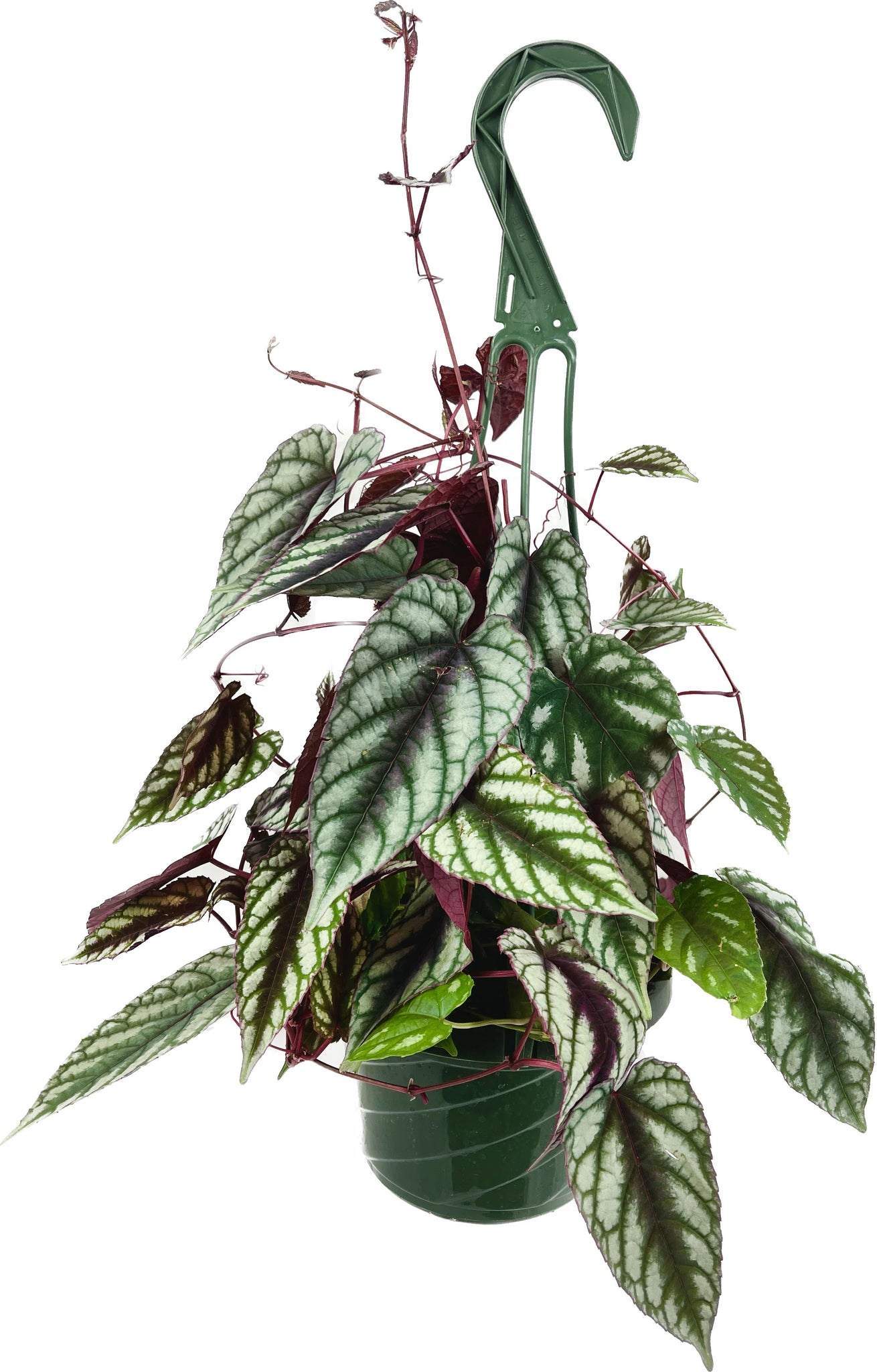 Rex Begonia (Vine) -  - Wild Lark - Wild Lark