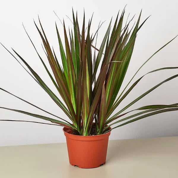dracaena marginata in the wild Dracaena 'Marginata Magenta' 4" Pot