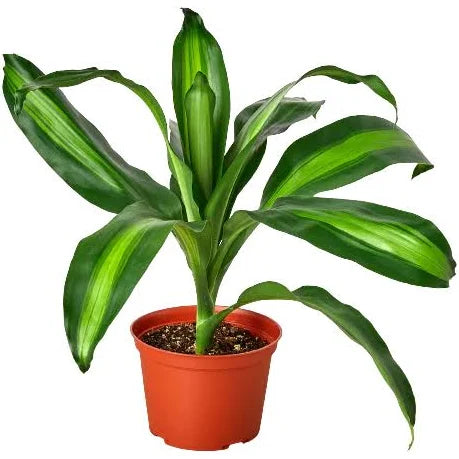 dracaena massangeana sunlight Dracaena 'Massangeana' – Wild Lark