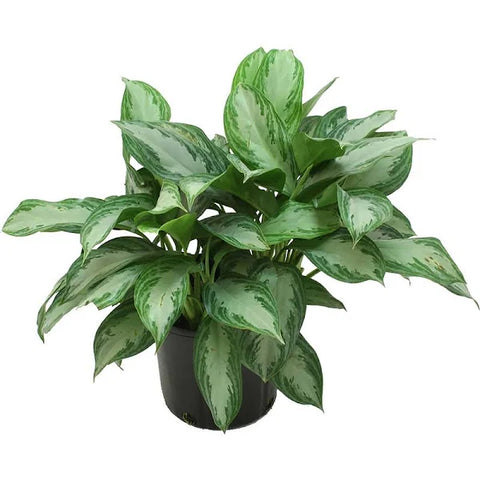 Chinese Evergreen 'Silverado' -  - Wild Lark - Wild Lark