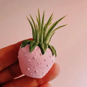 Air Plant + Mini Planter
