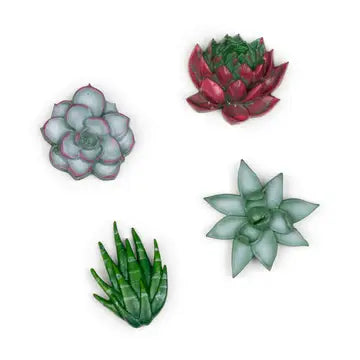 Magnet set of 4 by Three by Three Seattle - Succulents - Three by Three Seattle - Wild Lark