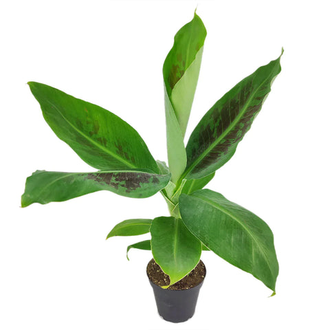 Banana Plant (Musa tropicana) -  - Wild Lark - Wild Lark