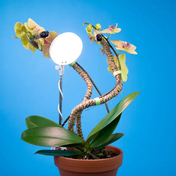 Adjustable LED Plant Light -  - Mossify - Wild Lark