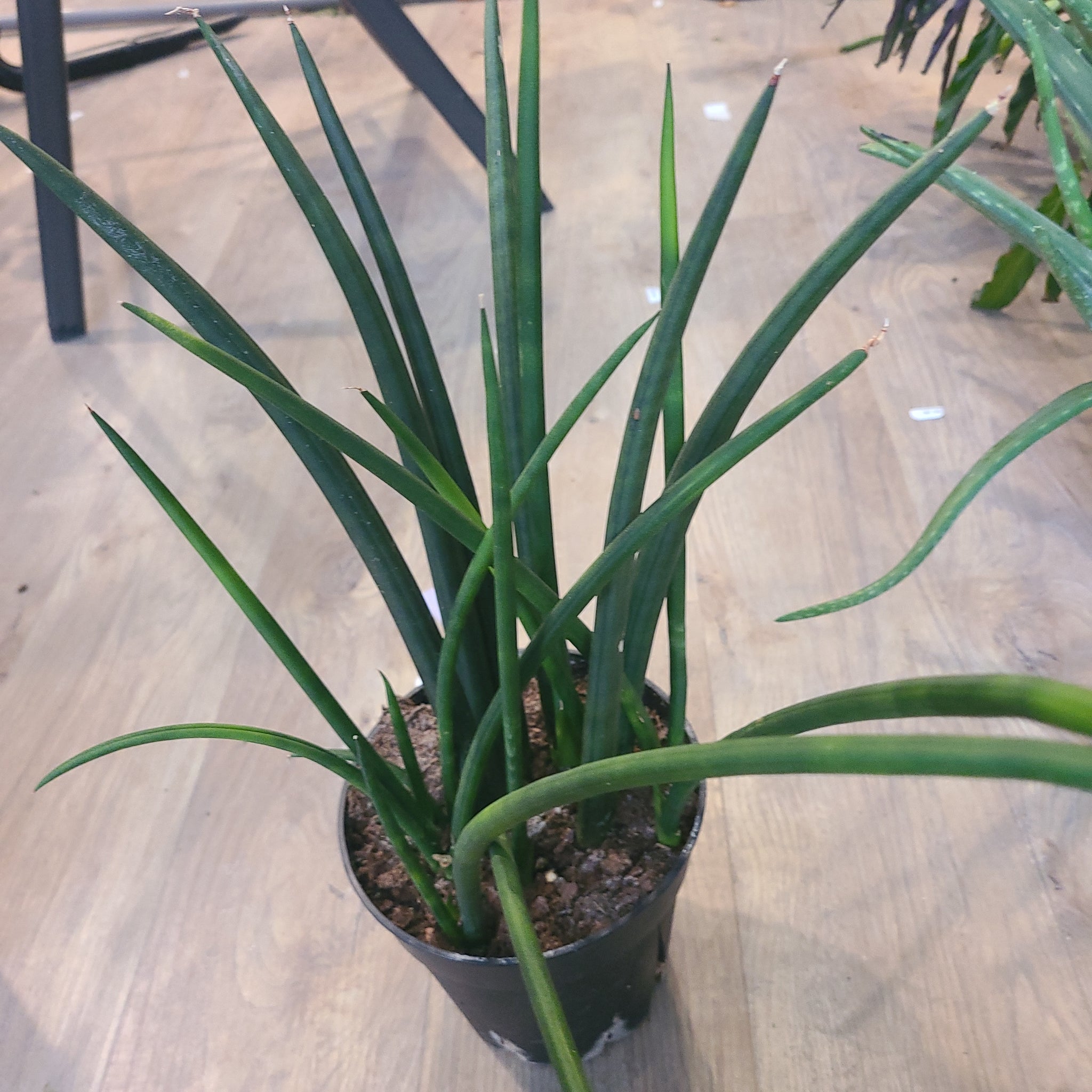 bacularis snake plant Snake plant Sansevieria bacularis Pfennig ex A.Butler & Jankalski – Wild Lark