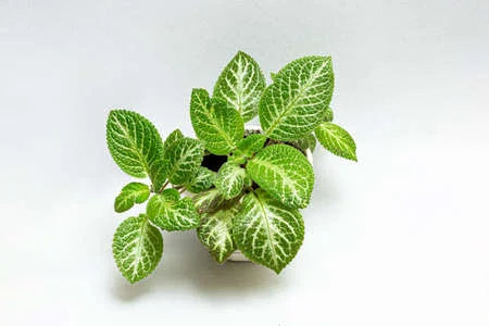 Episcia -  - Wild Lark - Wild Lark